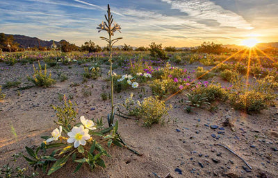 Is Spring Here? Here's How to Tell from Nature's Cues and Clues