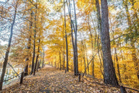 Changing fall colors