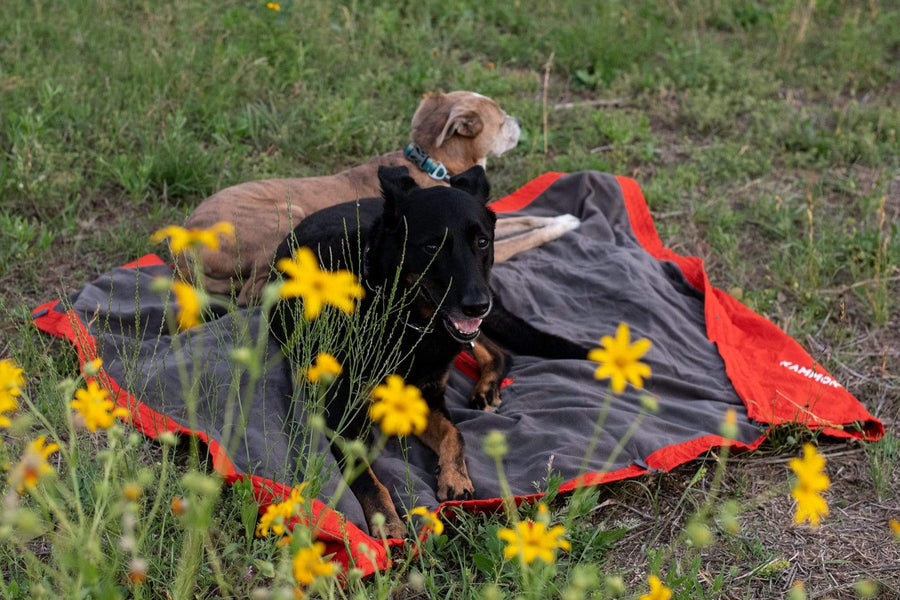Dogs lying on a Kammok Field Blanket Jr.